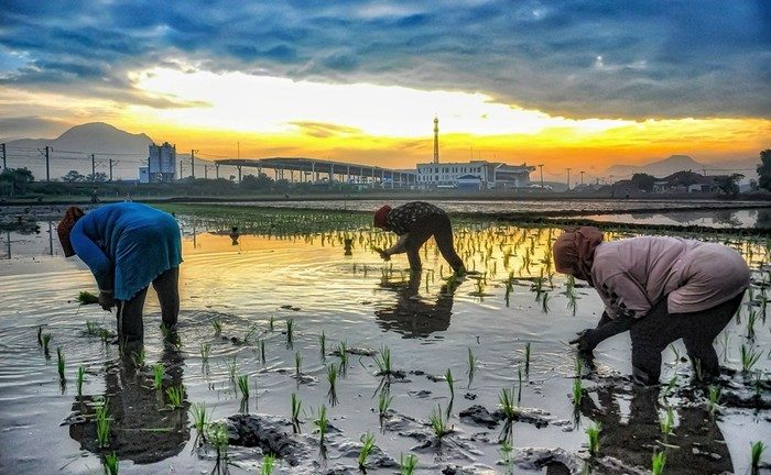 BRI Salurkan Kredit Senilai Rp 199,83 Triliun di Sektor Pertanian